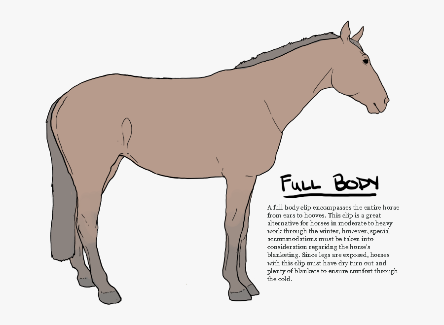 Transparent Horses Clipart - Mane, Transparent Clipart