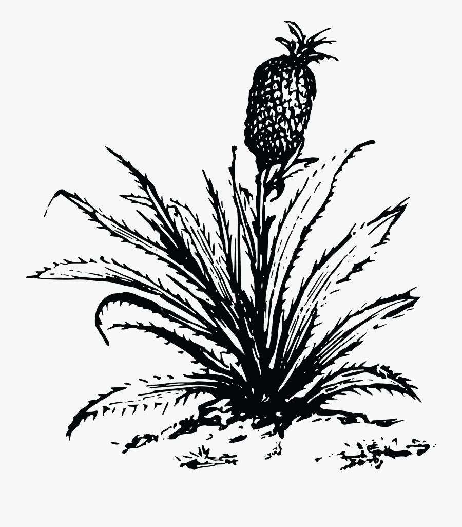 Free Clipart Of A Pineapple Plant - Pineapple Tree Clipart Black And White Png, Transparent Clipart