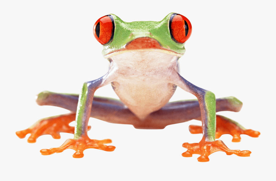 Red Eyed Tree Frog Clipart - Tree Frog Png, Transparent Clipart