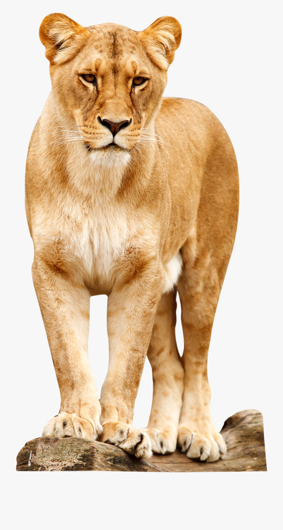 Transparent Transparent Background Lion Png, Transparent Clipart