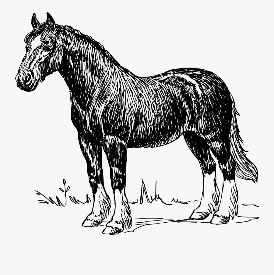 How To Set Use Horse Clipart - Black And White Horse Illustration, Transparent Clipart