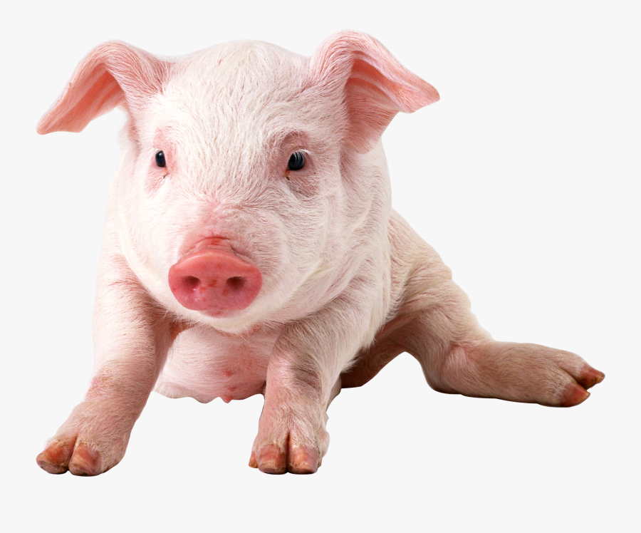Pig Clipart Transparent - Pig Transparent Png, Transparent Clipart