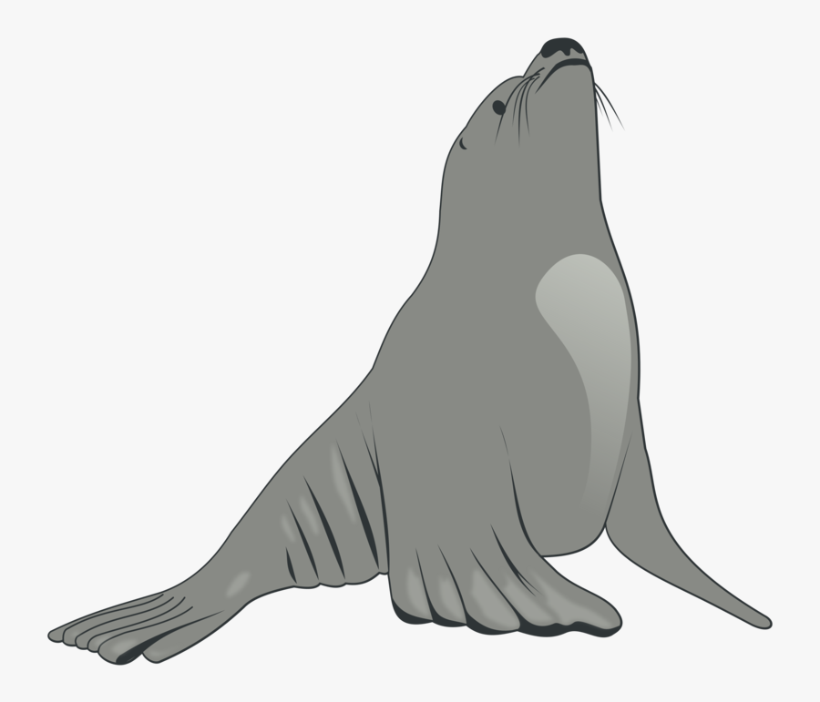 Sea Lion Clipart, Transparent Clipart
