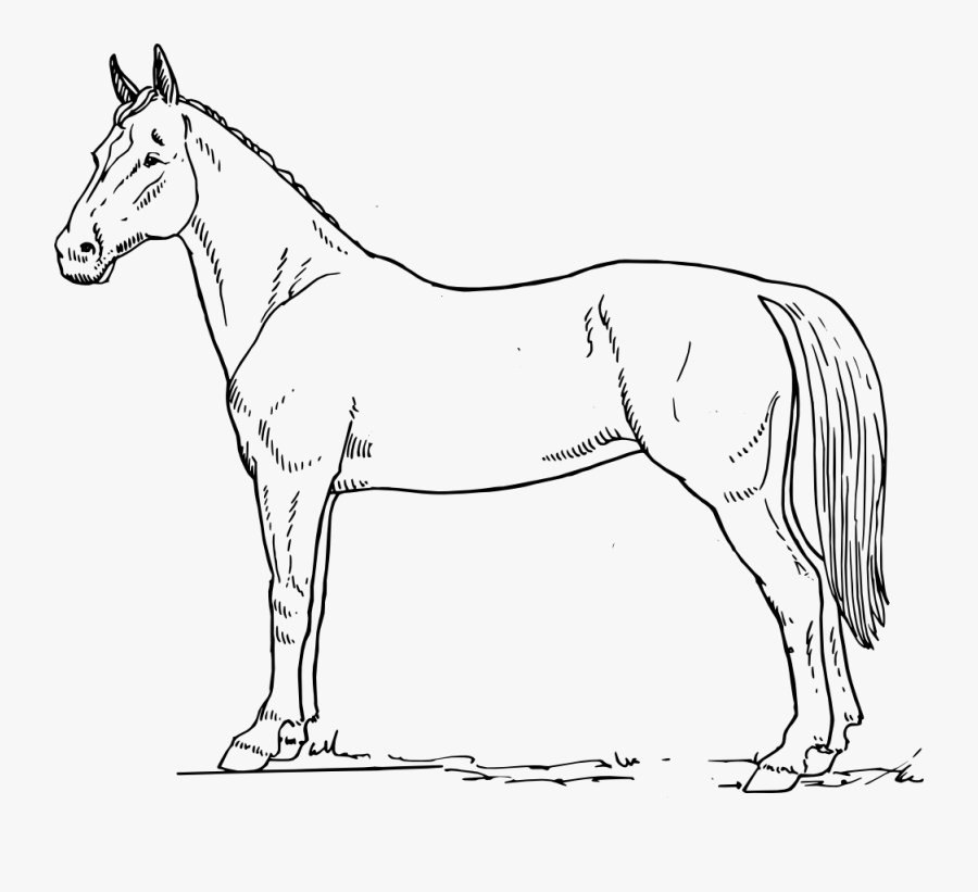 28 Collection Of Horse Black And White Drawing - Horse Black And White Drawing, Transparent Clipart