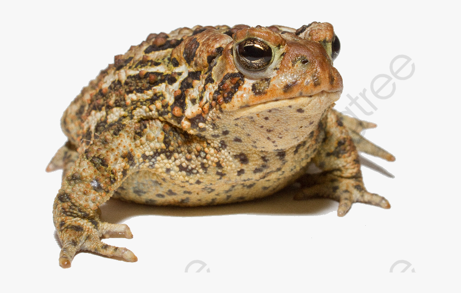 Frog Toad, Frog Clipart, Frog, Toad Png Transparent - Michigan Toads, Transparent Clipart