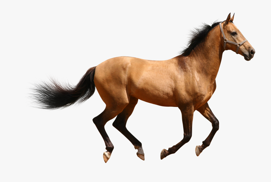 Female Horse, Transparent Clipart