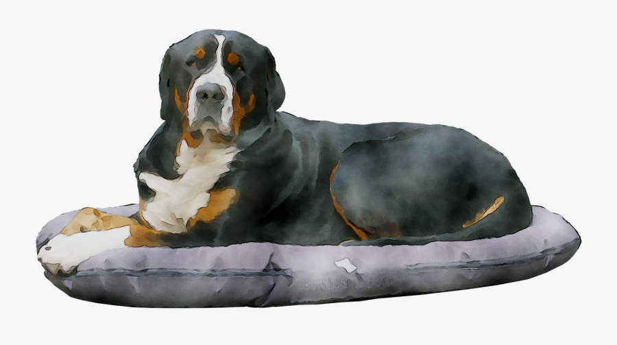 Mountain Greater Breed Dog Entlebucher Bernese Swiss - Bernese Mountain Dog, Transparent Clipart