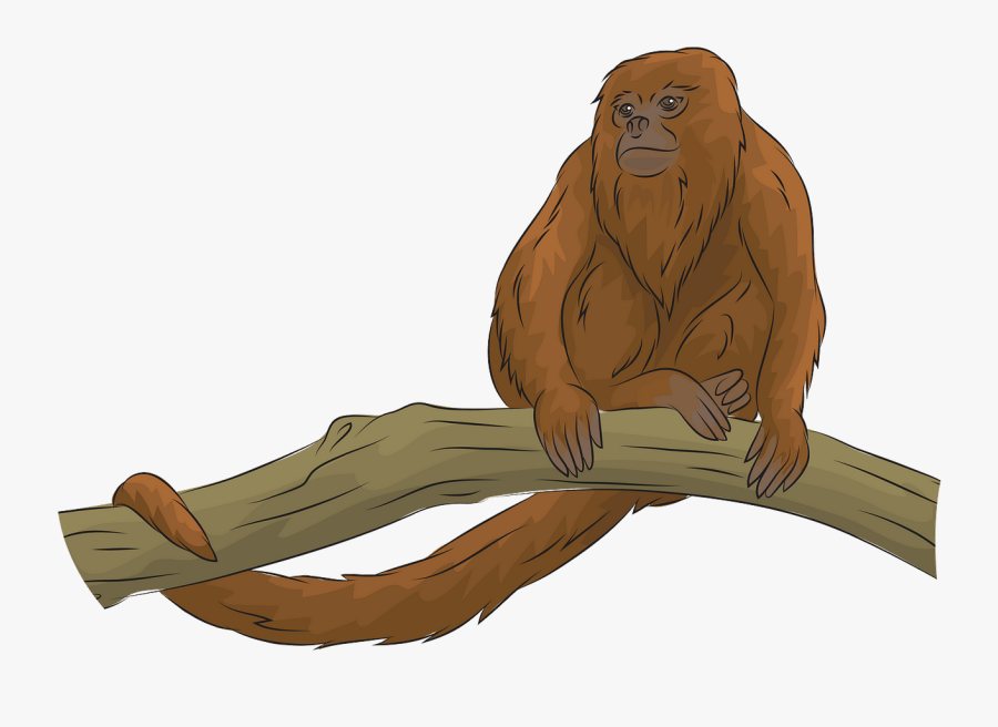 Orangutan, Transparent Clipart