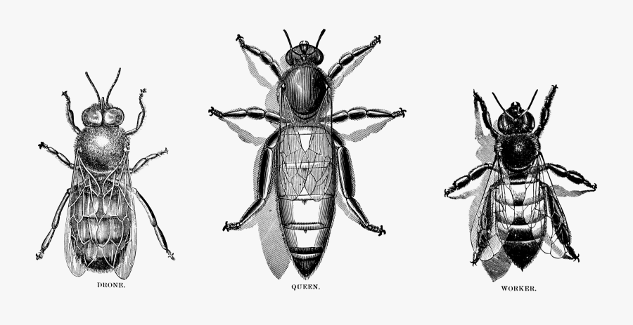 Vintage Oh So Nifty - Queen Drone And Worker Bee, Transparent Clipart