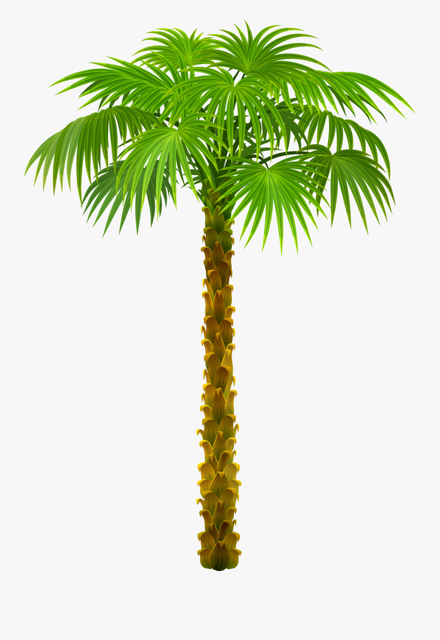 Palm Tree Clip Art, Transparent Clipart