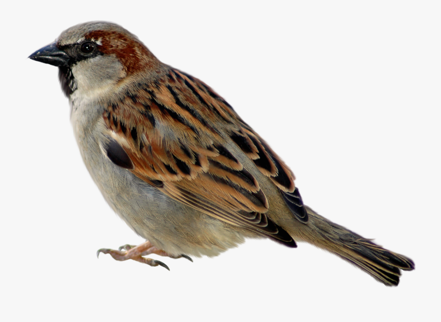 Sparrow Png, Transparent Clipart
