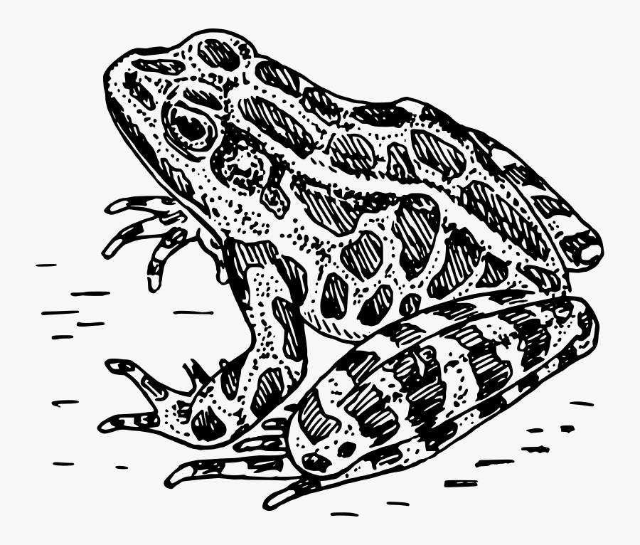 Frog Black And White Frog Clipart Black And White - Frog Black And White, Transparent Clipart