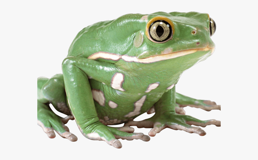 Transparent Tadpole To Frog Clipart - Its Thursday My Dude, Transparent Clipart