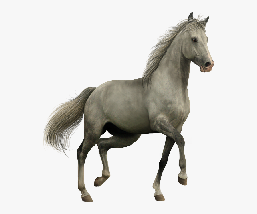Horse Transparent Background, Transparent Clipart