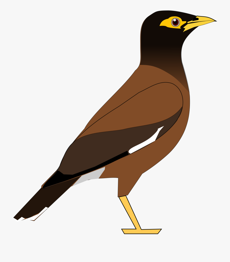 Transparent Bird Clipart Png - Cartoon Myna Bird, Transparent Clipart