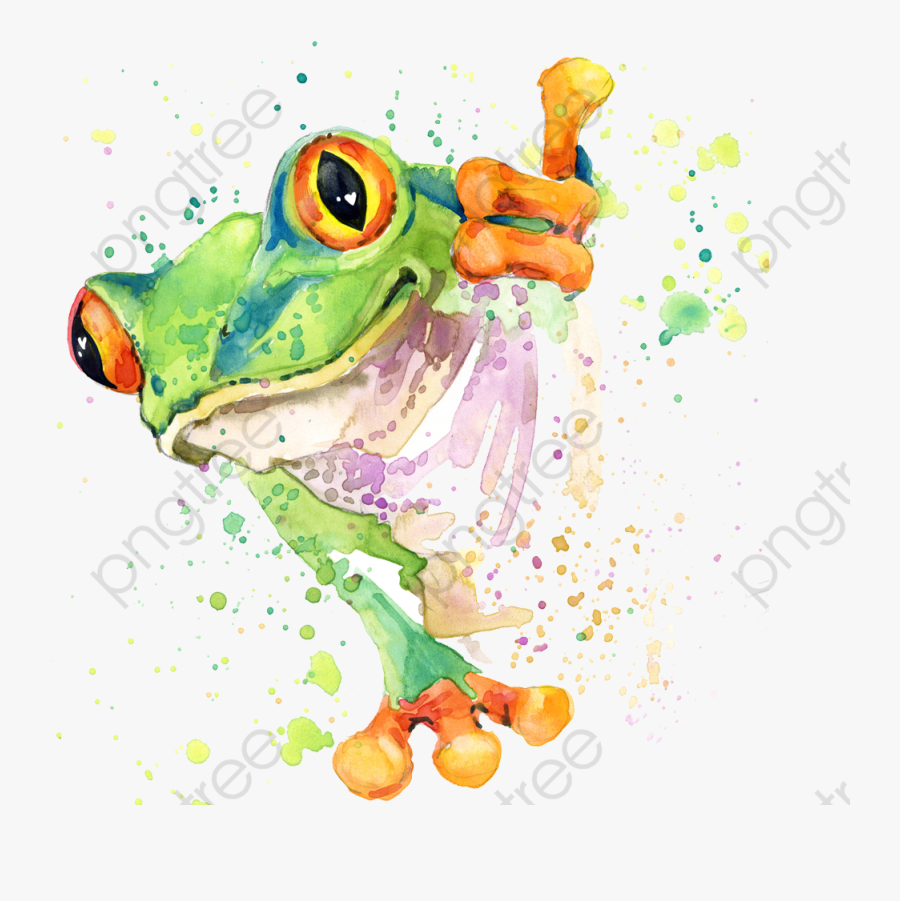Drawing Frog - Rana De Colores Dibujos, Transparent Clipart