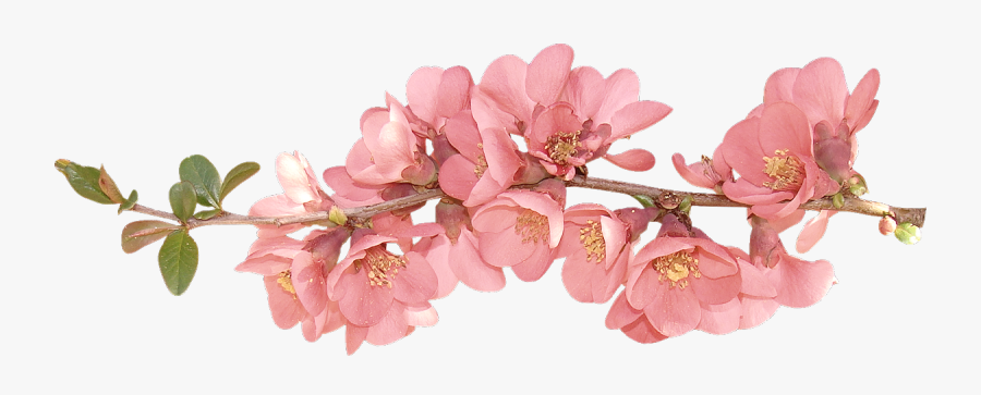 Image Flowers Flower Clip - Transparent Background Spring Flower Clipart, Transparent Clipart