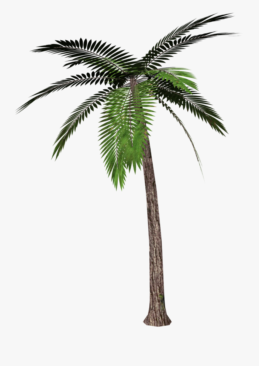 Palm Tree Clip Art - Palm Tree Transparent Background, Transparent Clipart