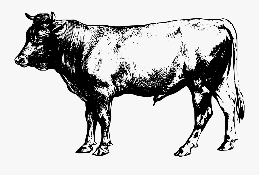 Transparent Cow Clipart - Beef Cow Clipart, Transparent Clipart