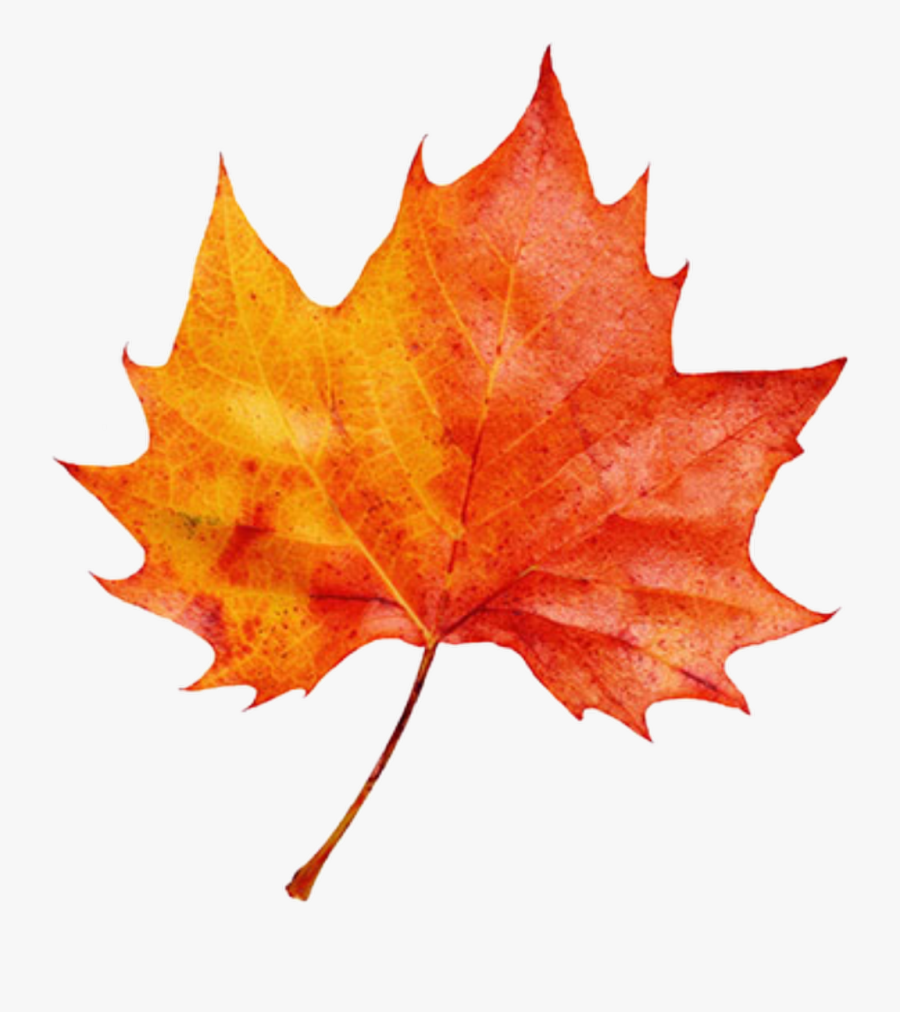 Autumn Leaf Color Clip Art Image - Autumn Leaf, Transparent Clipart