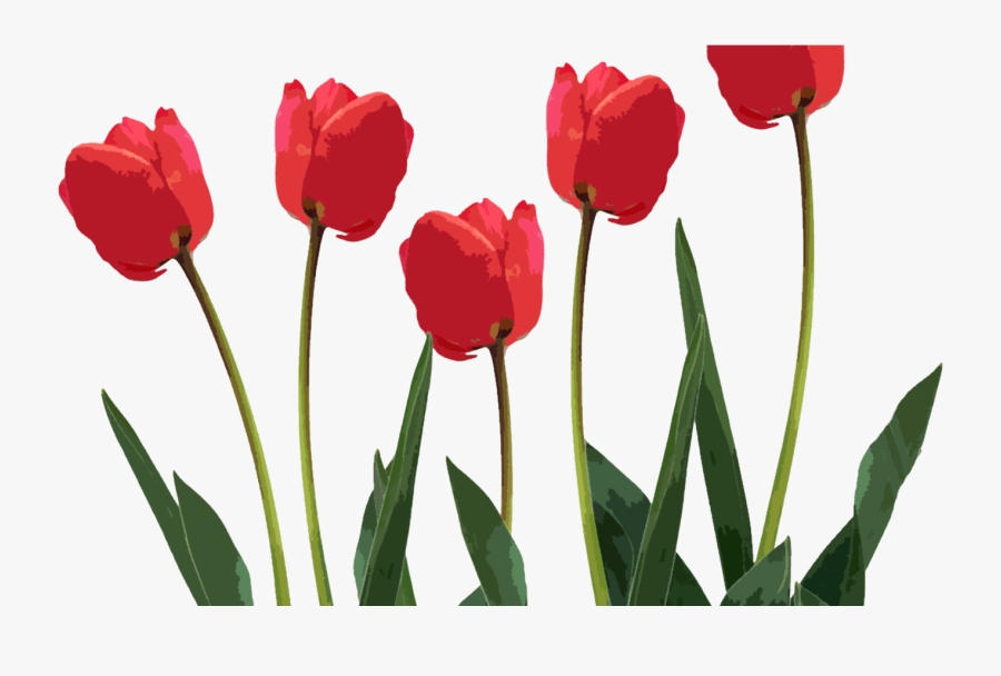 Transparent First Day Of Spring 2016 Clipart - Tulips Png Transparent Background, Transparent Clipart