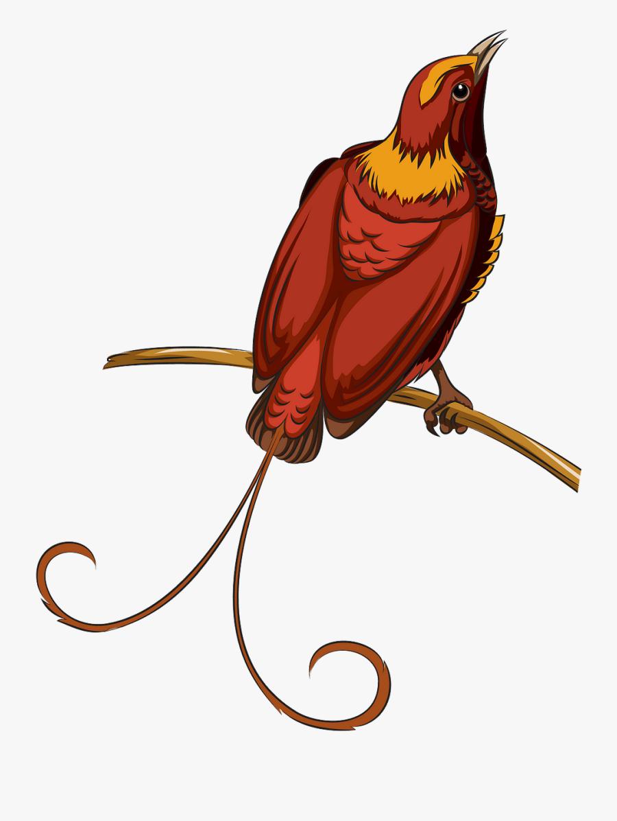 Finch, Transparent Clipart