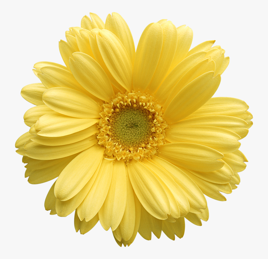 Free Clip Art Clipartix - Yellow Daisy Flower Png, Transparent Clipart