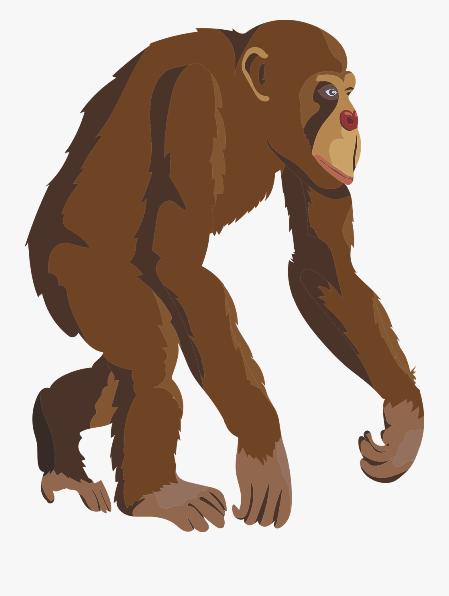 Chimpanzee Brown Monkey Clipart - Simpanse Png, Transparent Clipart