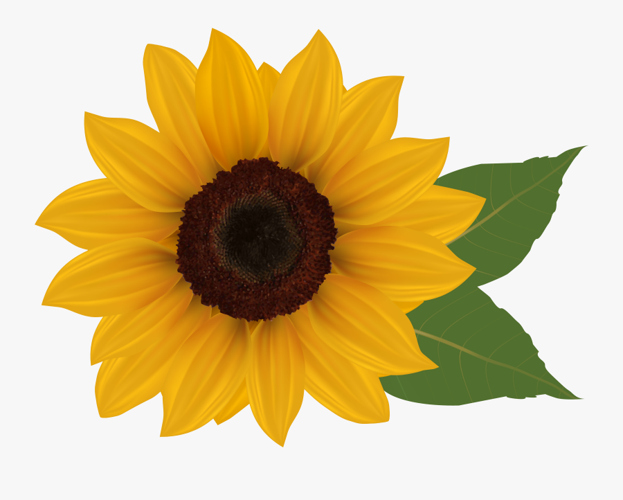 Sunflowers Clipart - Clipart Transparent Background Sunflower, Transparent Clipart