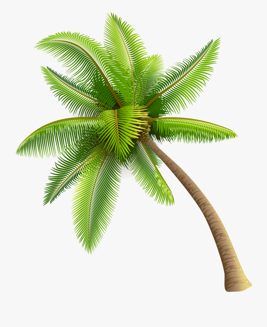 Transparent Background Coconut Tree Png, Transparent Clipart