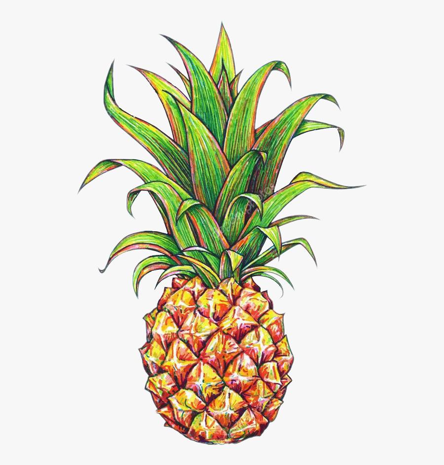 Plant,bromeliaceae,clip Art,food,graphics - Pineapple Drawing, Transparent Clipart