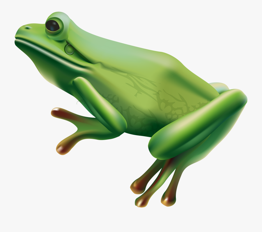 Frog Png Transparent Clip Art Image, Transparent Clipart