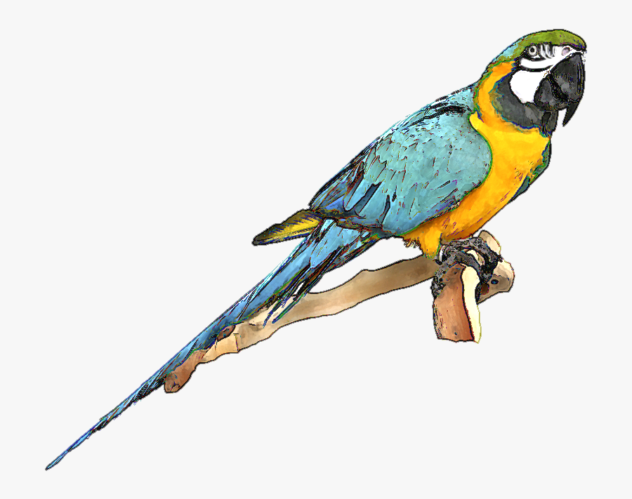 Blue Bird Clipart - Blue And Gold Macaw Png, Transparent Clipart