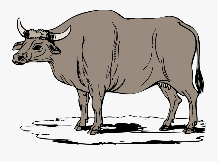 Cow Clipart Zebu - Gaur Clipart, Transparent Clipart