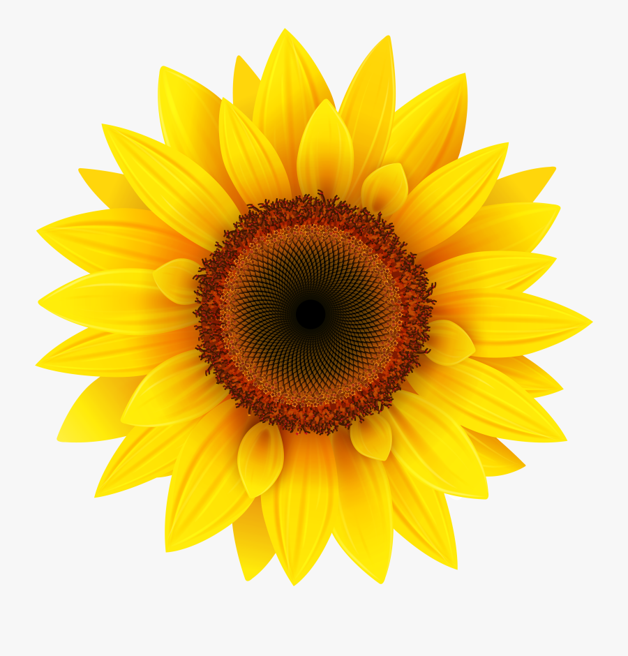 Sunflower Clipart Images - Transparent Background Sunflower Png Free, Transparent Clipart