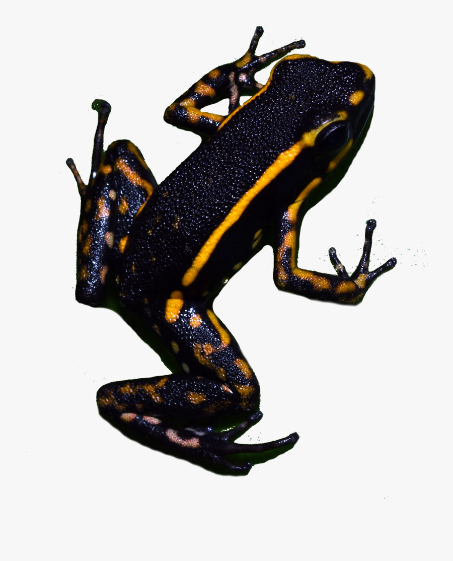 Calendar Conservation In Action Tropical Mystic Of - Phyllobates, Transparent Clipart