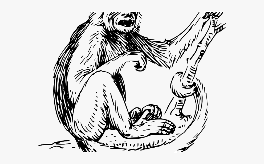 Spider Monkey Clipart Capuchin Monkey - Spider Monkey Black And White, Transparent Clipart
