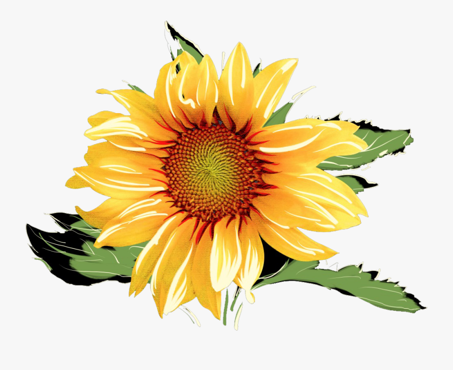 Sunflower Sunflowers Clipart Free On Cognigen Cellular - Watercolor Sunflower Transparent Background, Transparent Clipart
