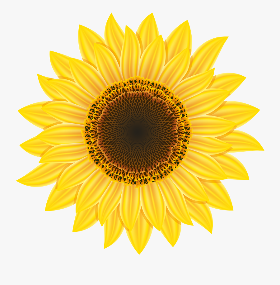 Sunflower Png Clipart - High Res Flower Png, Transparent Clipart