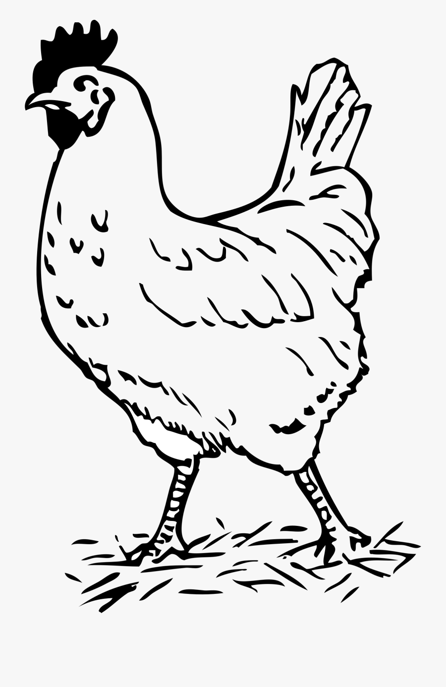 Clipart Black And White Chicken - Hen Black And White, Transparent Clipart