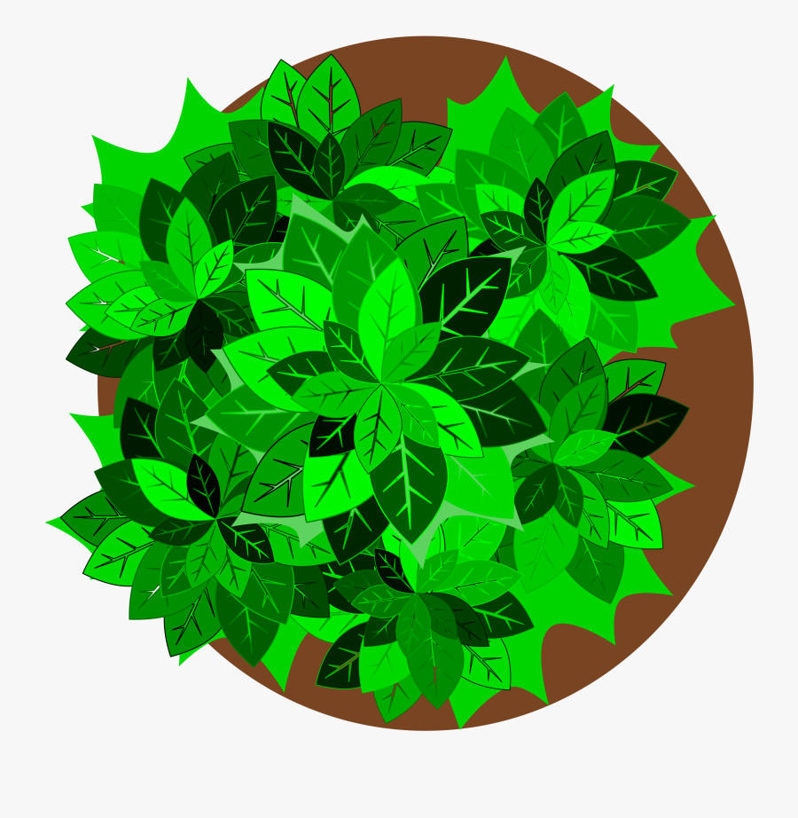 Plant,leaf,tree - Tree Plant Top Png, Transparent Clipart