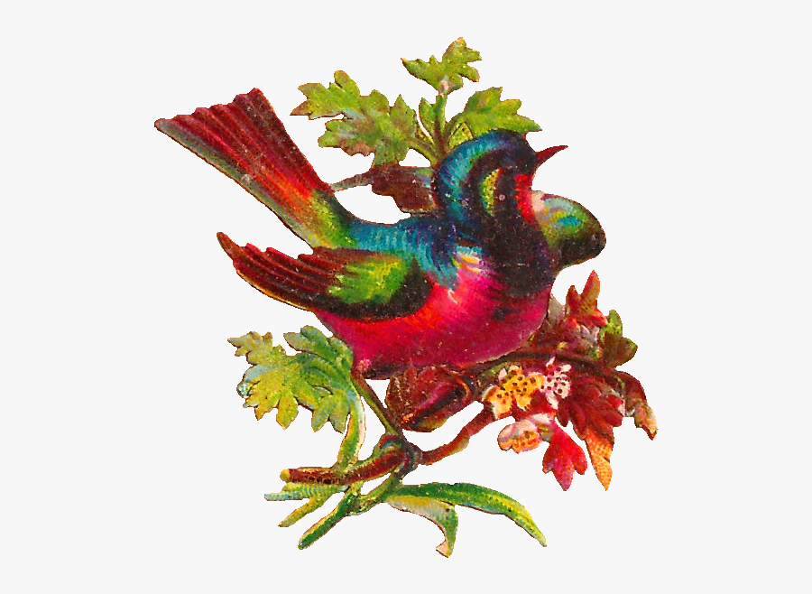 Turkey, Transparent Clipart