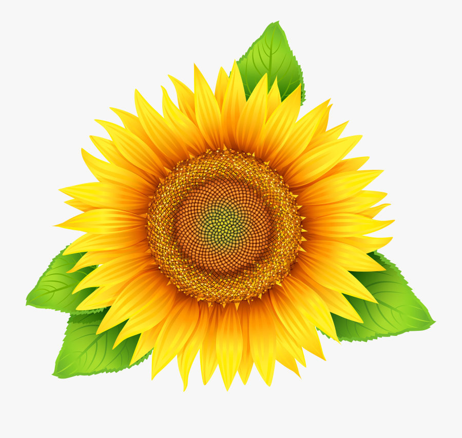 Sunflower Clipart To Download Free - Sunflower Oil Label Free, Transparent Clipart
