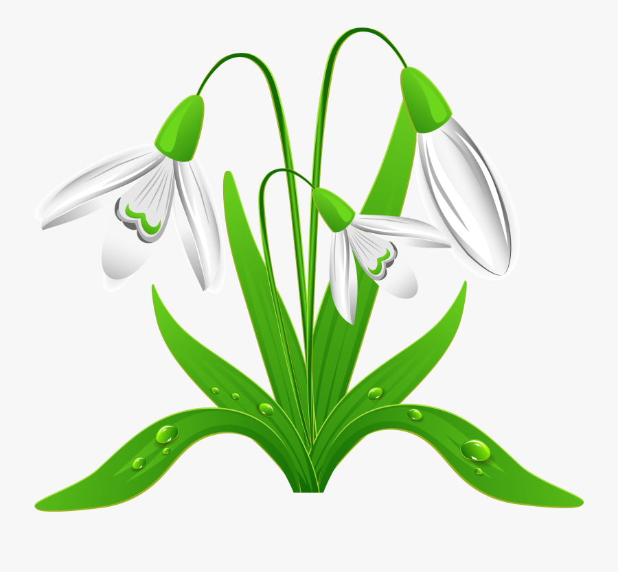 Spring Clipart Free - Snowdrop Clipart, Transparent Clipart