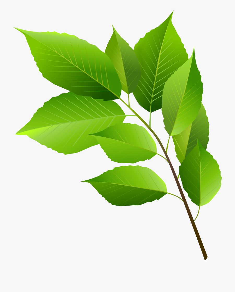 Spring Clip Art Green, Transparent Clipart