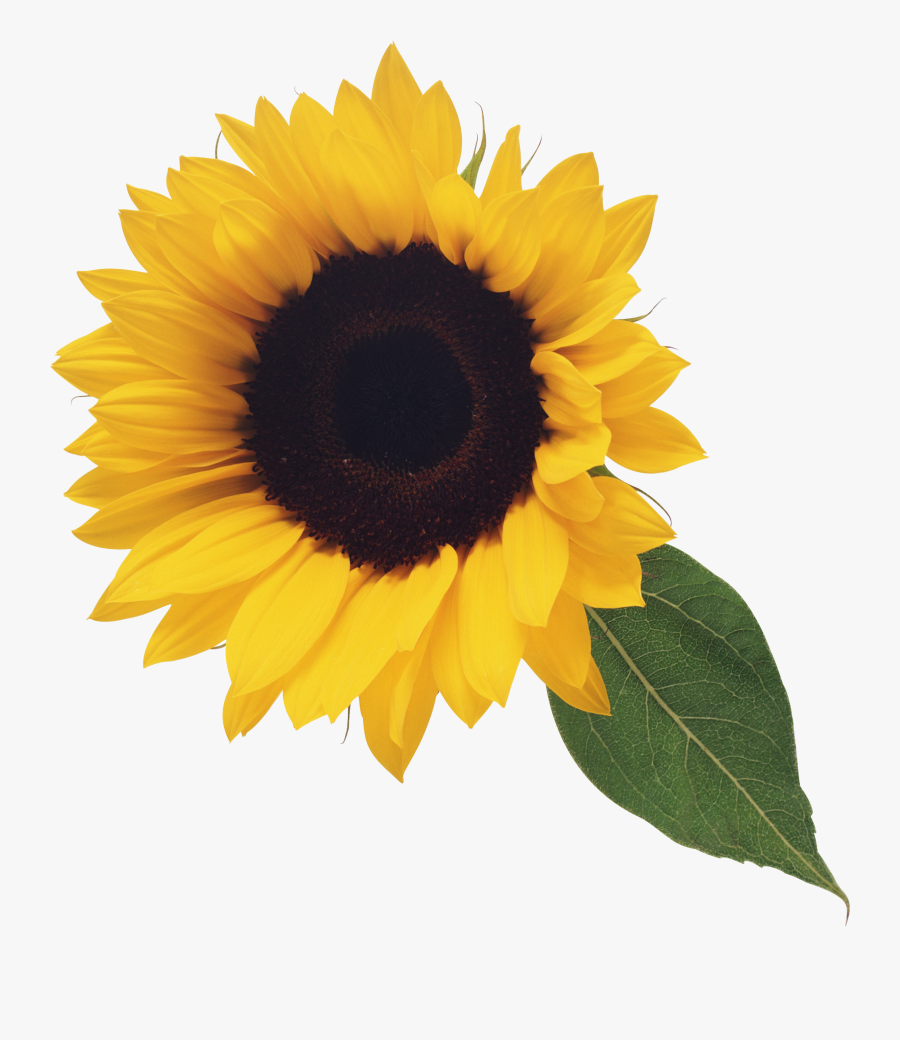 Sunflower Free Sunflower Clip Art Clipart Free Microsoft - Transparent Background Sunflower Transparent, Transparent Clipart