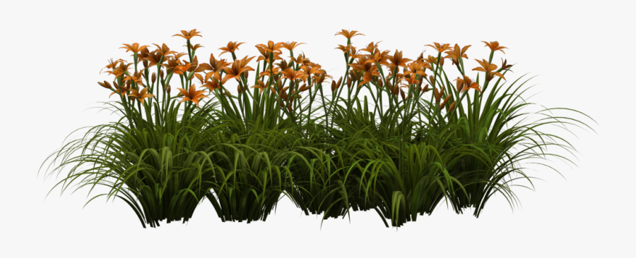 May Flowers Clip Art Lily - Grass Png, Transparent Clipart