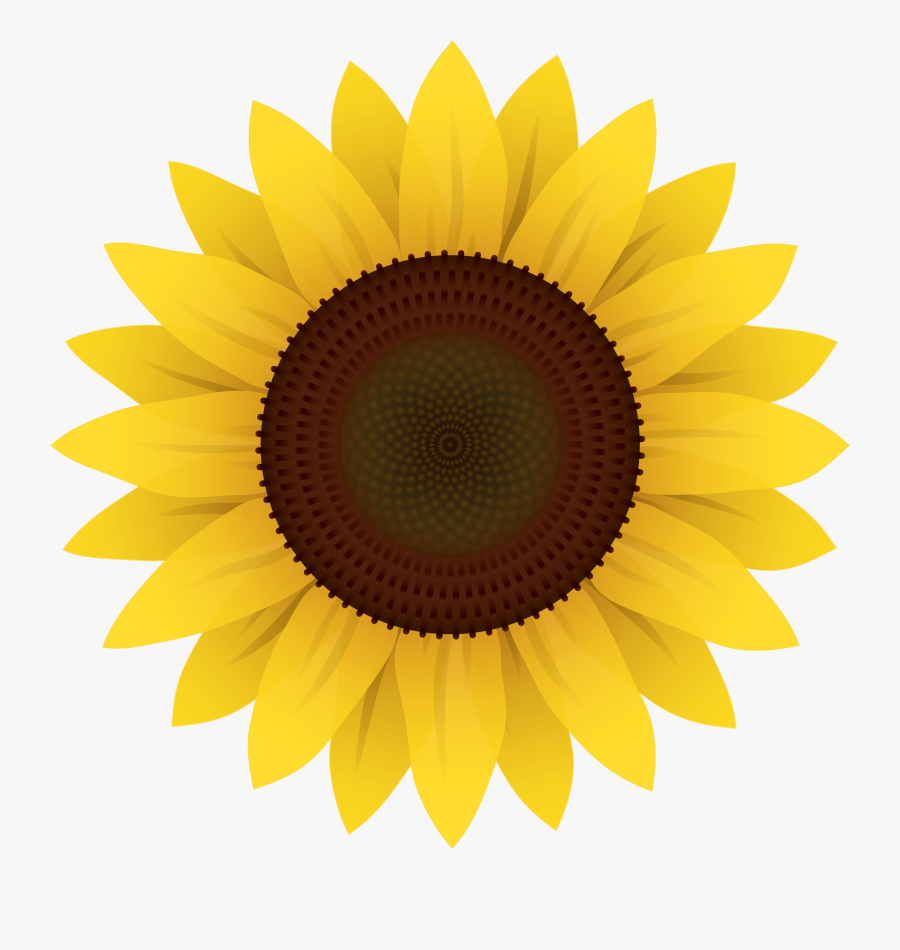 Sunflower Vector Png Image, Transparent Clipart