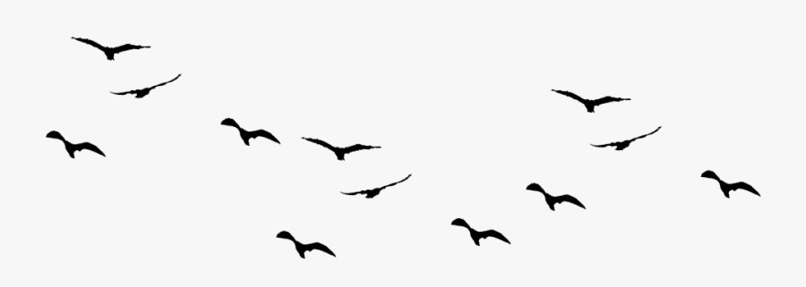 Thumb Image - Birds Images Hd Png, Transparent Clipart