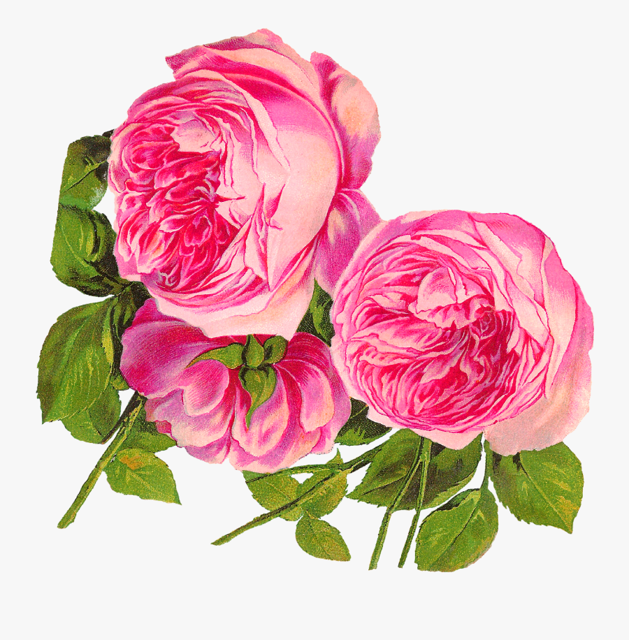 Digital Botanical Artwork Pink Rose Clip Art Flower, Transparent Clipart